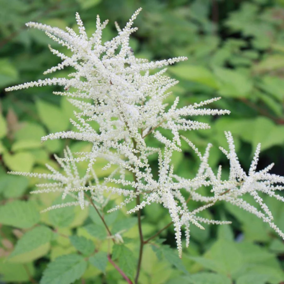 Aruncus Flower Seeds for Planting – Heirloom, Non-GMO, High Germination Organic Garden Seeds