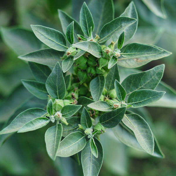 Ashwagandha Herb Seeds – Heirloom, Non-GMO Sun-Loving Seeds for Garden Planting