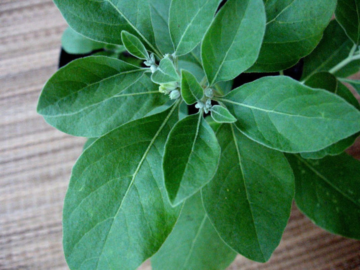 Ashwagandha Withania Herb Seeds – Heirloom, Non-GMO Seeds for Seasonal Garden Planting