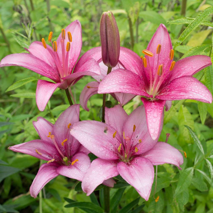 Pink Lilium Flower Seeds for Planting – Heirloom, Non-GMO, High Germination Organic Garden Seeds