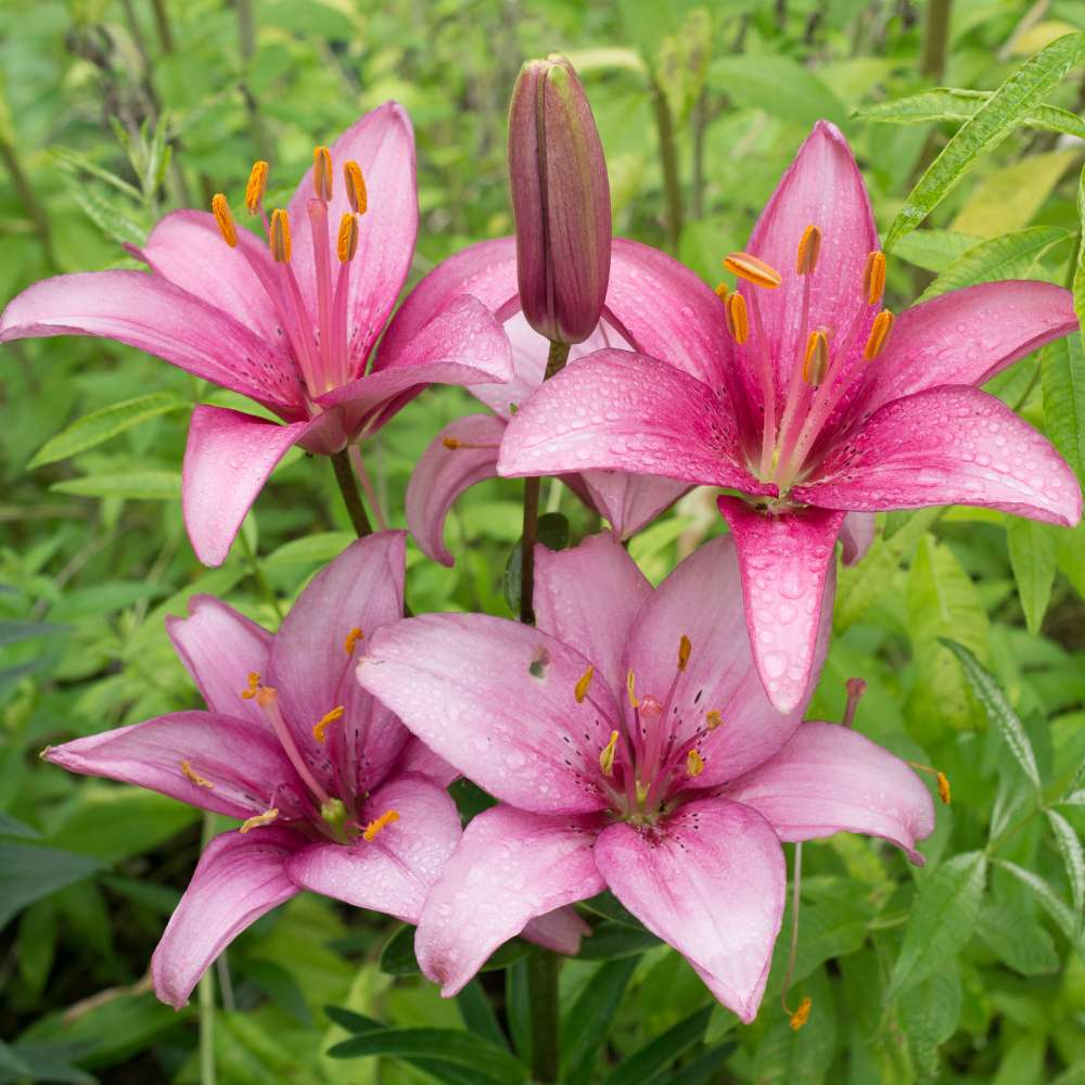 Pink Lilium Flower Seeds for Planting – Heirloom, Non-GMO, Cottage Garden Essential, High Germination