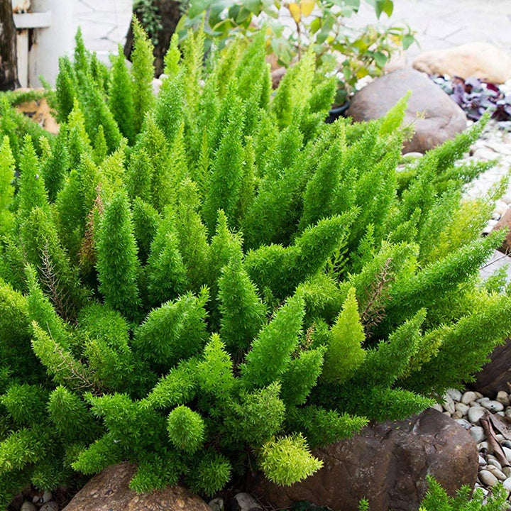 Beautiful Asparagus Meyeri Foxtail Fern Flower Seeds for Planting – Heirloom, Non-GMO, High Germination