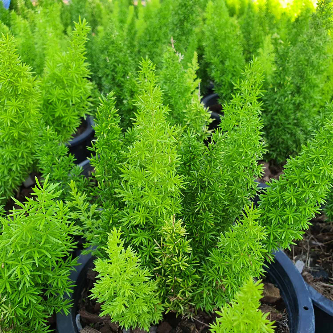 Beautiful Asparagus Meyeri Foxtail Fern Flower Seeds for Planting – Heirloom, Non-GMO, High Germination