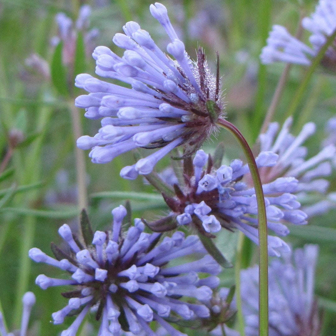 Flower Seeds, Seeds,Seeds For Planting,Plant Seeds