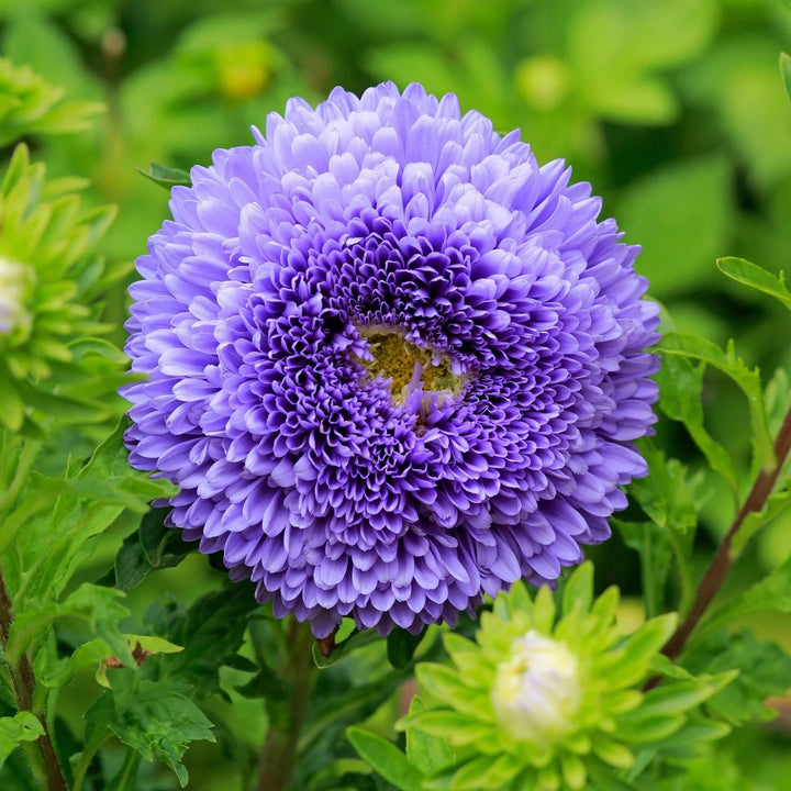 Blue China Aster Flower Seeds for Planting – Low Maintenance, Heirloom, Non-GMO, High Germination Organic Garden Seeds