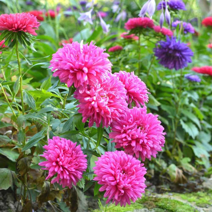 Light Pink Aster Flower Seeds for Planting – Heirloom, Non-GMO, High Germination Seeds