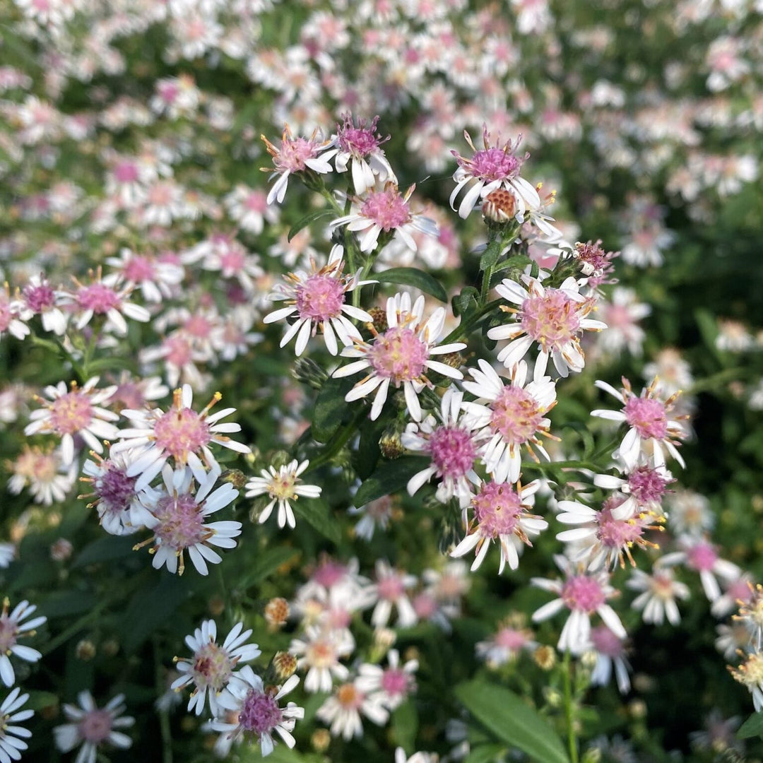 Aster Lateriflorus Flower Seeds for Planting - Heirloom, Non-GMO, High Germination Organic Garden Seeds