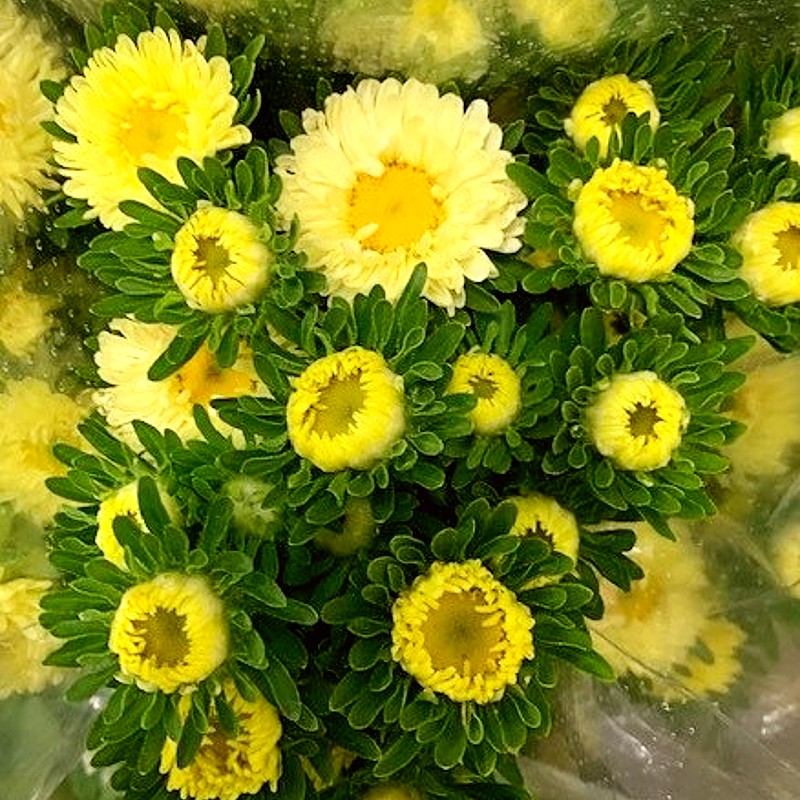 Light Yellow Aster Flower Seeds for Planting – Heirloom, Non-GMO, Bright Blooms, High Germination