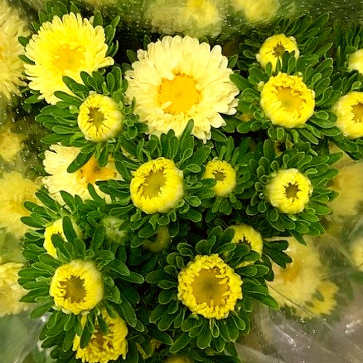 Light Yellow Aster Flower Seeds for Planting – Heirloom, Non-GMO, Bright Blooms, High Germination