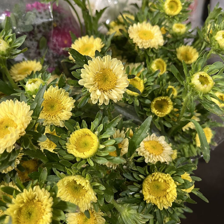 Yellow Green Aster Flower Seeds for Planting – Heirloom, Non-GMO, High Germination Garden Seeds