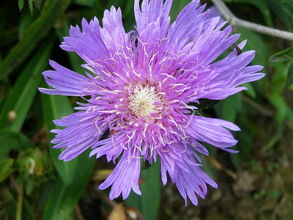 Stoke's Aster Flower Seeds for Planting – Heirloom, Non-GMO, High Germination Organic Garden Seeds