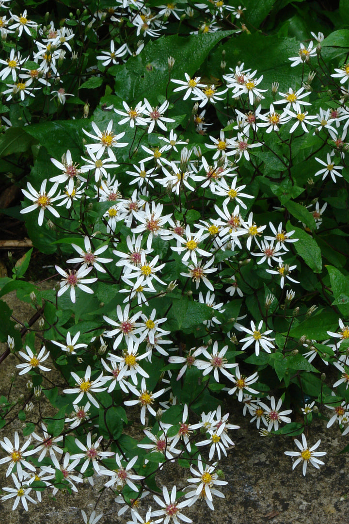 White Army Green Aster Flower Seeds for Planting – Heirloom, Non-GMO, High Germination Blooms