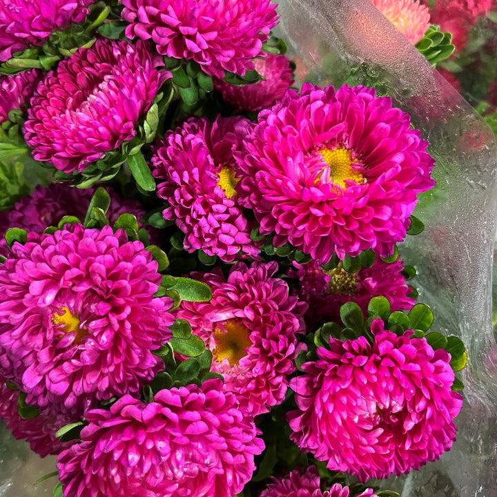 Dark Pink Aster Flower Seeds for Planting – Heirloom, Non-GMO, High Germination Organic Garden Seeds