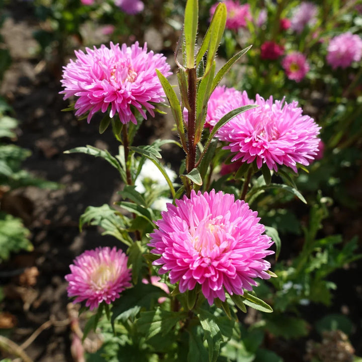 Light Pink Aster Flower Seeds for Planting – Heirloom, Non-GMO, High Germination Seeds