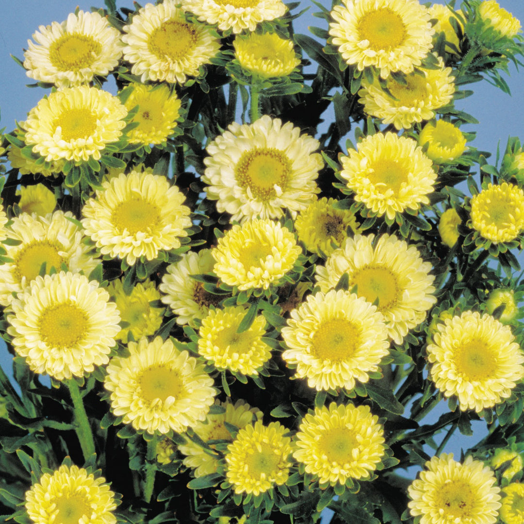 Light Yellow Aster Flower Seeds for Planting – Heirloom, Non-GMO, Bright Blooms, High Germination