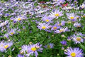 Blue Frikartii Flower Seeds for Planting – Heirloom, Non-GMO, High Germination Organic Garden Seeds