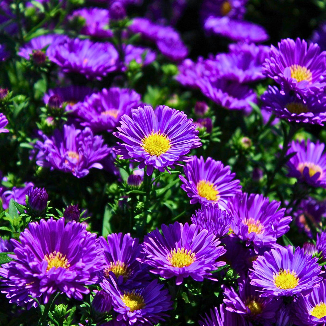 Aster Flower Seeds for Planting – Heirloom Non-GMO Seeds, High Germination for Organic Garden