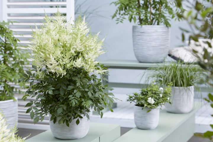 Green Astilbe Flower Seeds for Planting – Heirloom, Non-GMO, Fragrant, High Germination Organic Garden Seeds