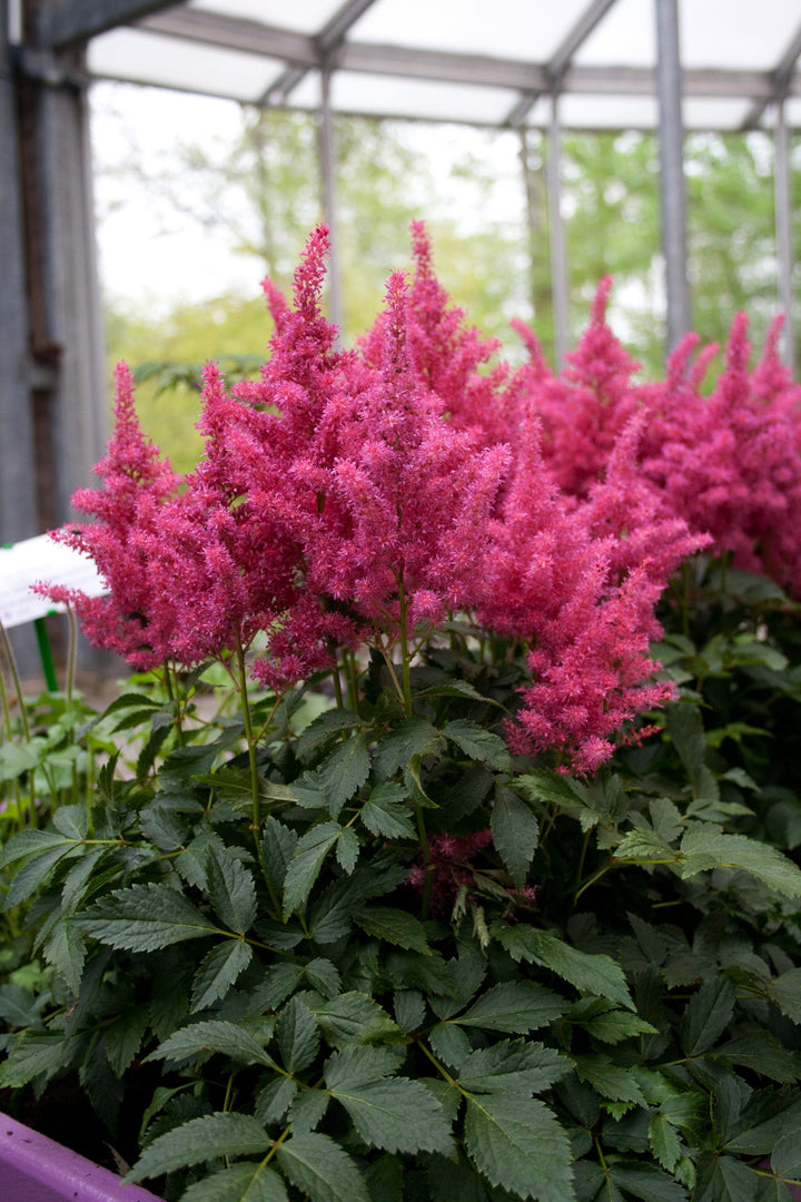 Dark Pink Astilbe Flower Seeds for Planting – Heirloom, Non-GMO, High Germination Garden Seeds