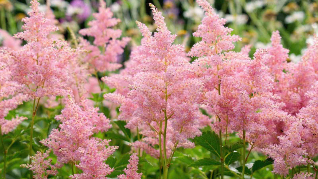 Astilbe Flower Seeds for Planting Baby Pink – Cottage Garden Essential, Heirloom, Non-GMO, High Germination Organic Garden Seeds