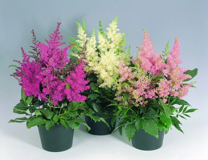Mixed Astilbe Flower Seeds for Planting - Shade Tolerant, Heirloom & Non-GMO Organic Garden Seeds
