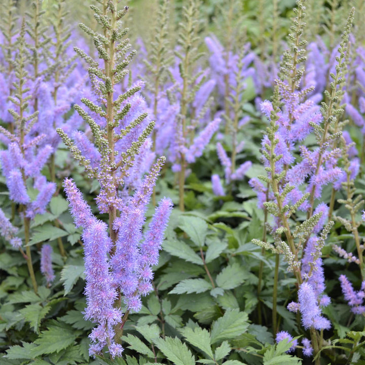 Lavender Astilbe Flower Seeds for Planting – Heirloom, Non-GMO, High Germination Organic Garden Seeds