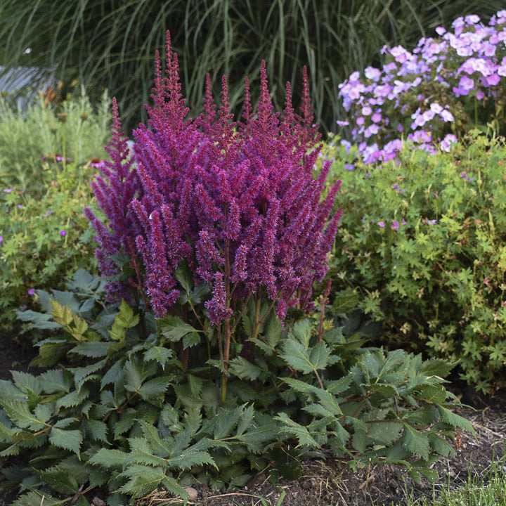 Violet Astilbe Flower Seeds for Planting – Heirloom, Non-GMO, Compact Growth, High Germination