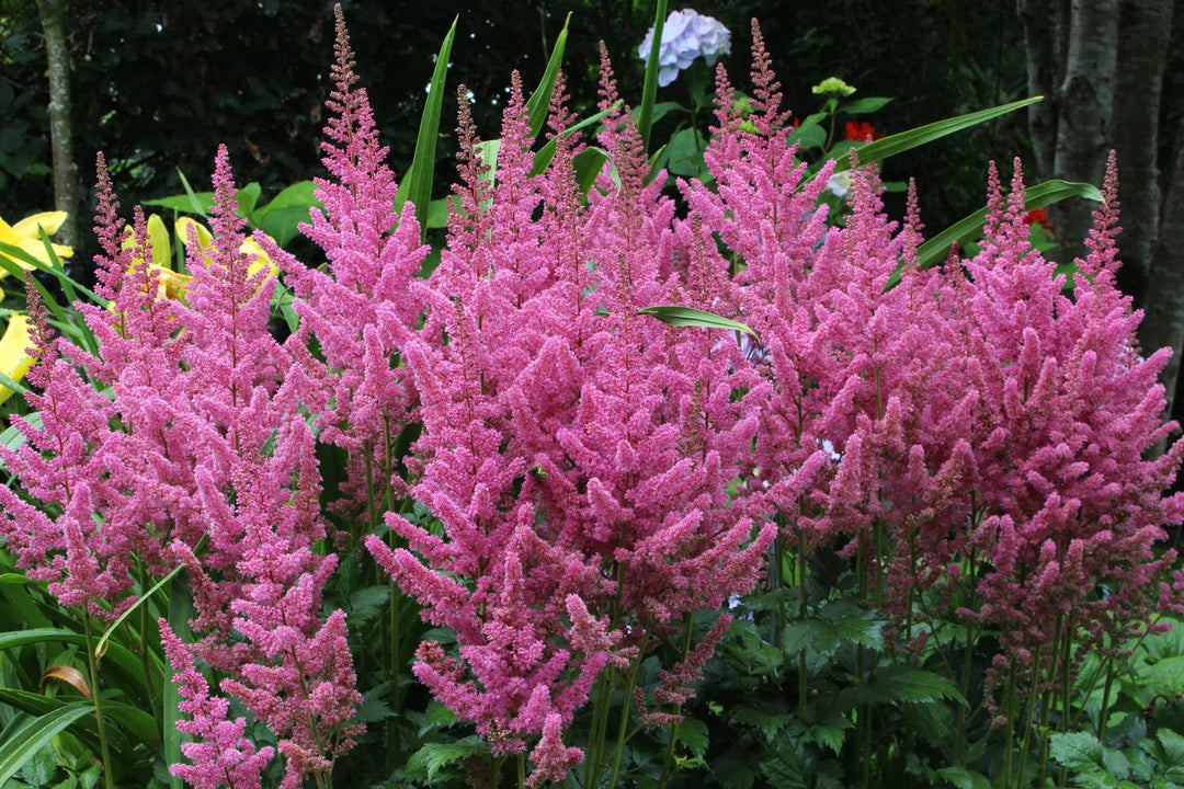 Pink Astilbe Flower Seeds for Planting – Heirloom, Non-GMO, Wildflower Mix, High Germination