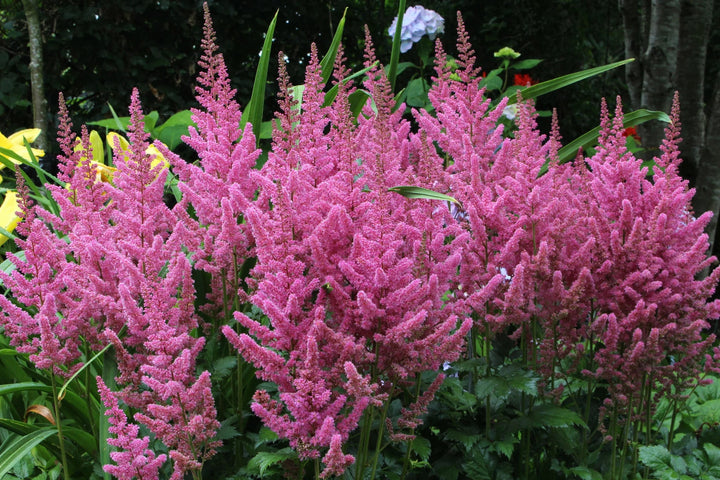 Pink Astilbe Flower Seeds for Planting – Heirloom, Non-GMO, Wildflower Mix, High Germination