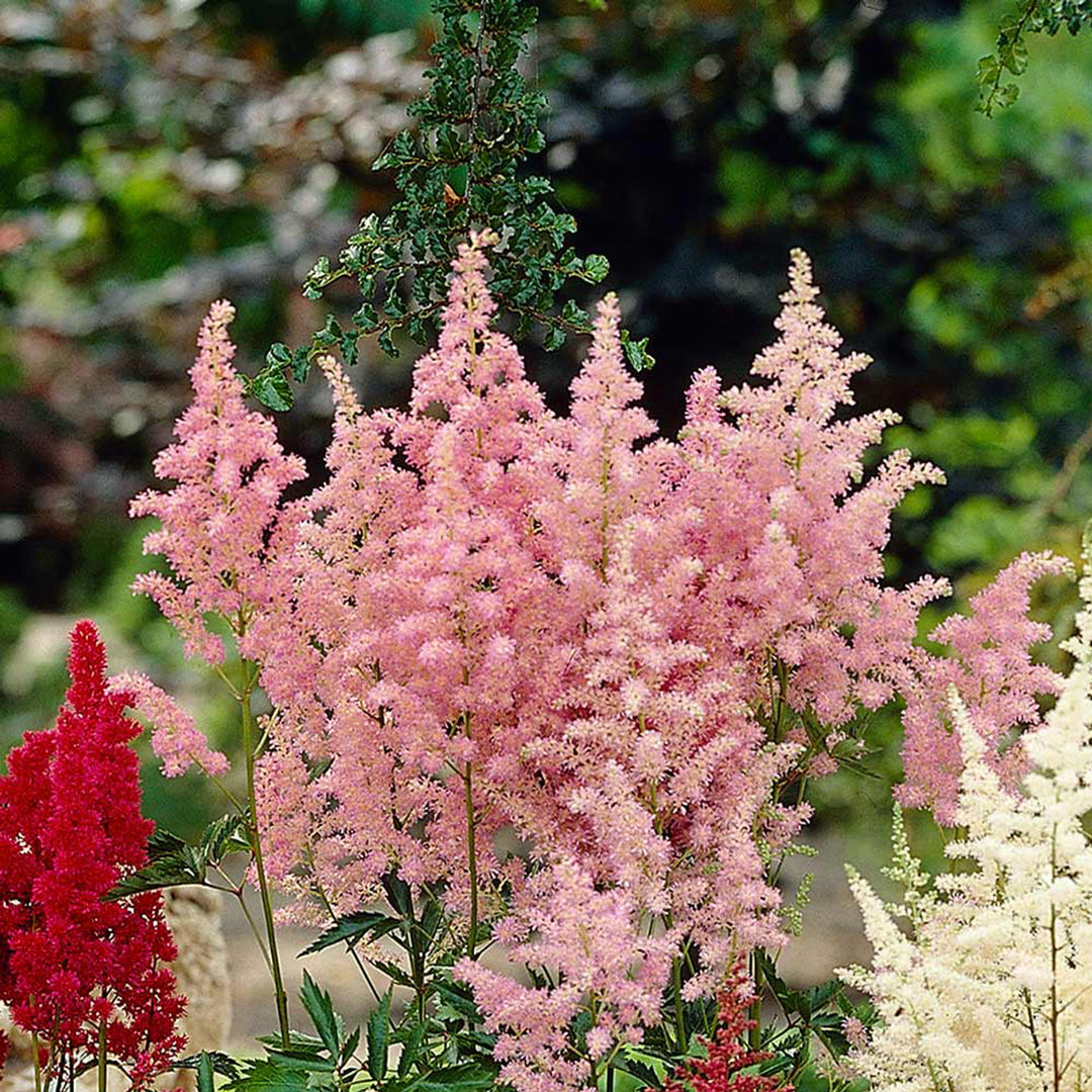 Astilbe Flower Seeds for Planting Baby Pink – Cottage Garden Essential, Heirloom, Non-GMO, High Germination Organic Garden Seeds