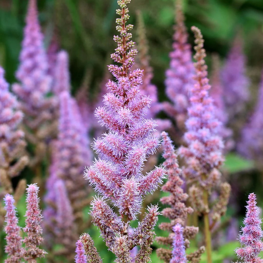 Astilbe Pumila Flower Seeds for Planting | Heirloom Non-GMO High Germination Seeds