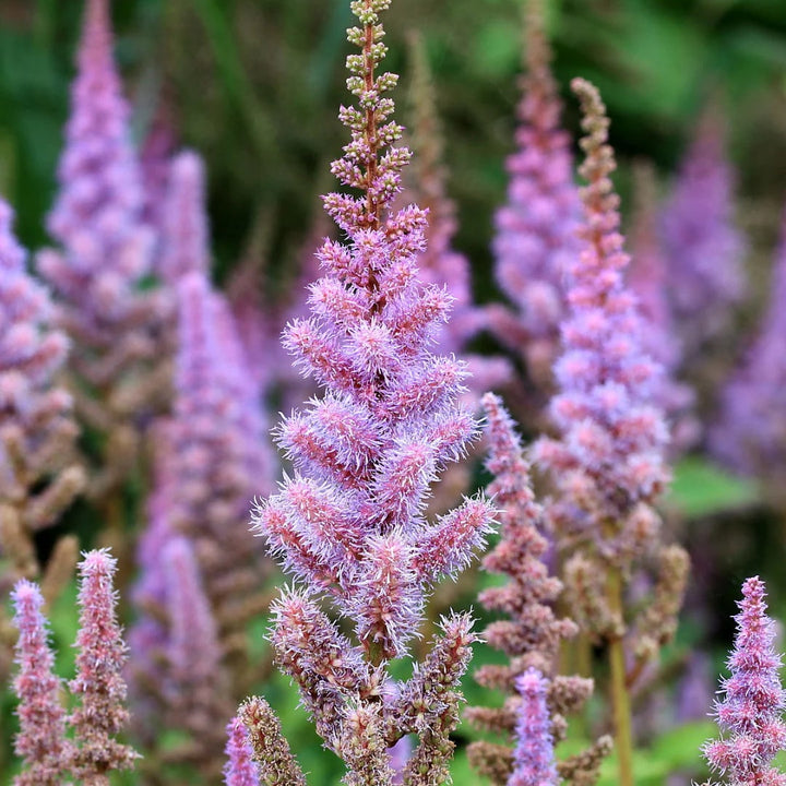 Astilbe Pumila Flower Seeds for Planting | Heirloom Non-GMO High Germination Seeds