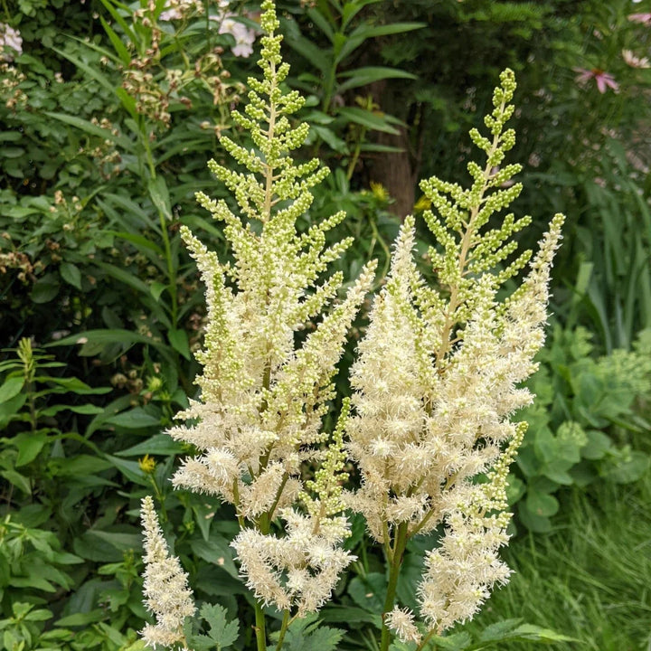 White Astilbe Perennial Flower Seeds for Planting – Heirloom, Non-GMO, High Germination Seeds