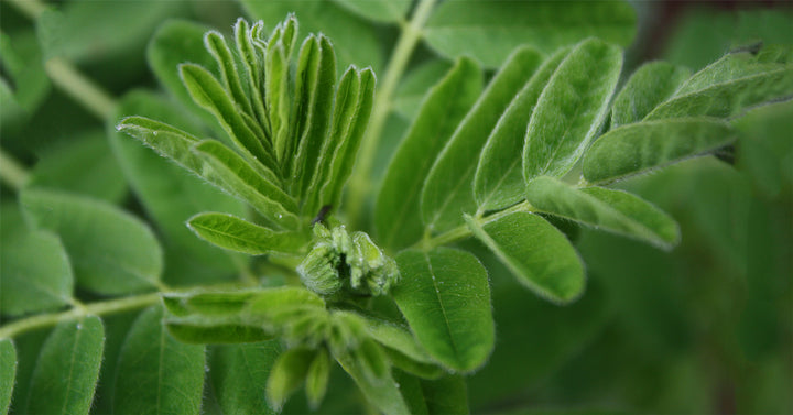 Green Astragalus Herb Seeds – Heirloom, Non-GMO Culinary Must-Have Seeds for Garden Planting