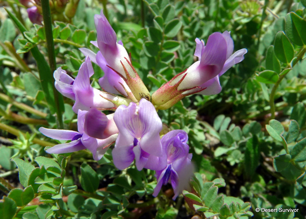 Blue Astragalus Herb Seeds for Planting – Heirloom, Non-GMO Premium Seeds for Robust Garden Growth
