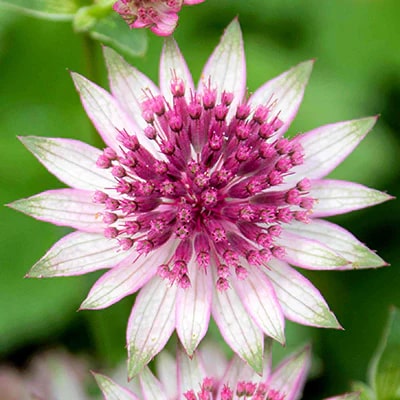 Masterwort Flower Seeds for Planting – Garden Favorite Heirloom Non-GMO High Germination Organic Seeds