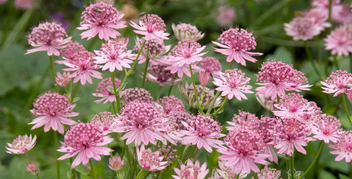 Pink Astrantia Flower Seeds for Planting – Heirloom Non-GMO, High Germination Organic Garden Seeds