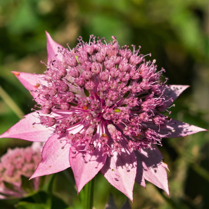 Pink Astrantia Flower Seeds for Planting – Heirloom Non-GMO, High Germination Organic Garden Seeds