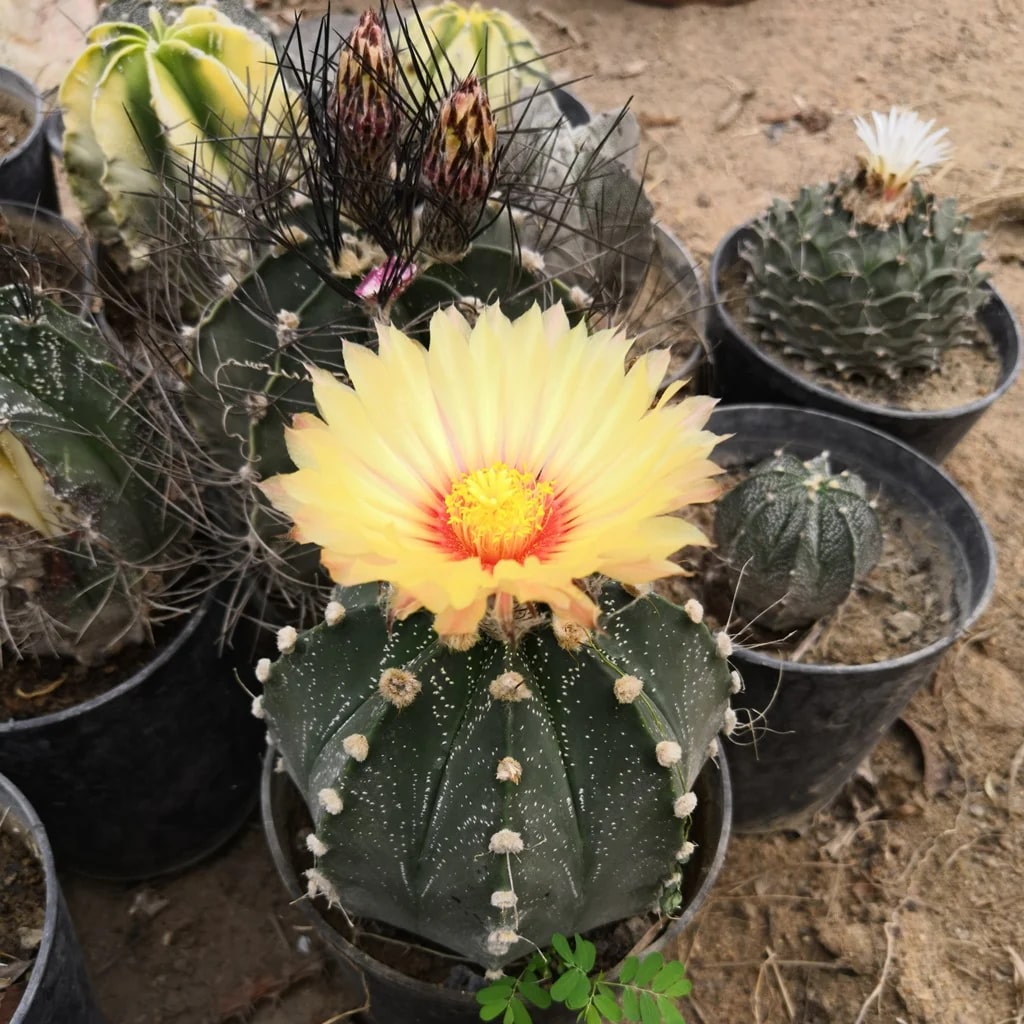 Astrophytum Flower Seeds for Planting | Heirloom Non-GMO High Germination Organic Garden Seeds