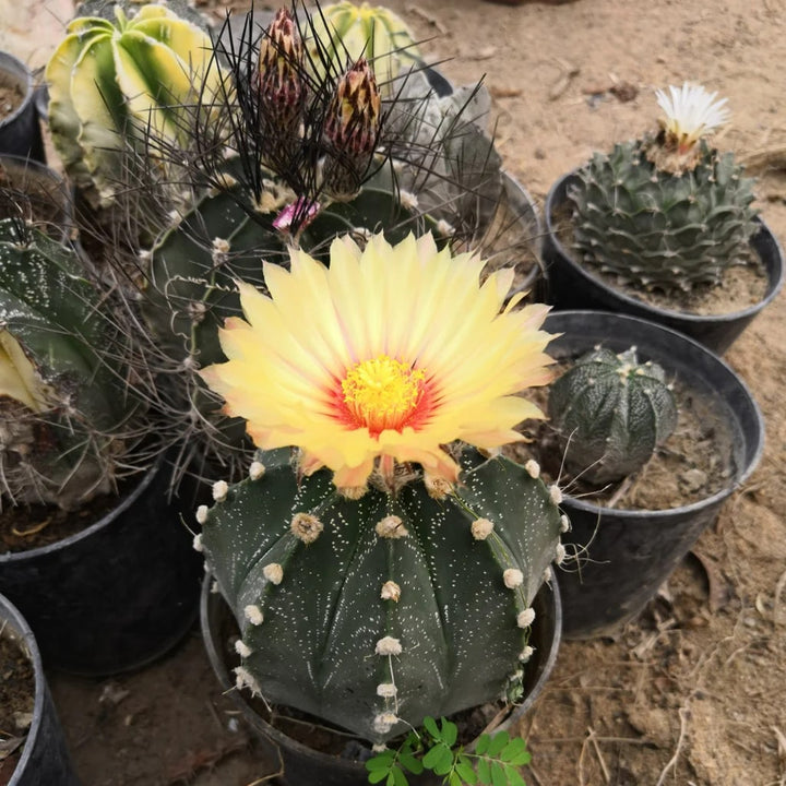 Astrophytum Flower Seeds for Planting | Heirloom Non-GMO High Germination Organic Garden Seeds