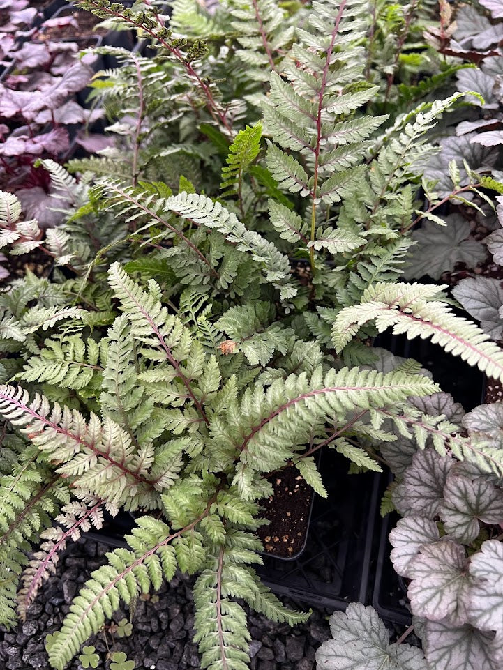 Green White Fern Seeds for Planting – Heirloom, Non-GMO, Hardy High Germination Variety