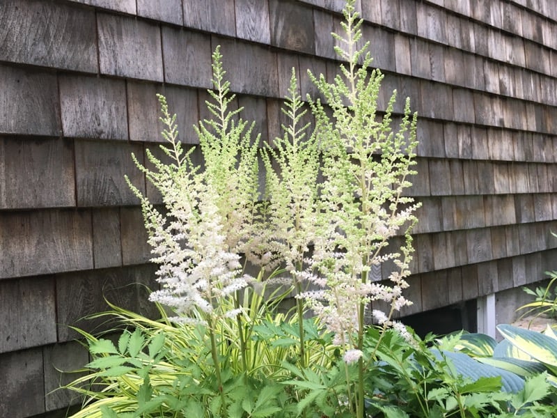 Light Green Astilbe Flower Seeds for Planting – Heirloom, Non-GMO, High Germination Organic Garden Seeds