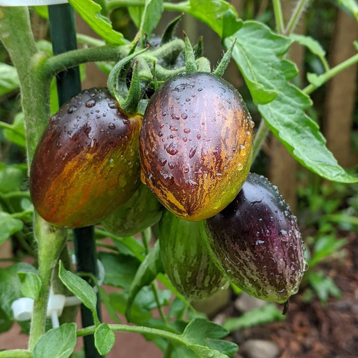 Green Purple Tomato Seeds for Planting – Heirloom, Non-GMO, Two-Toned Organic Garden Seeds for Creative Gardening
