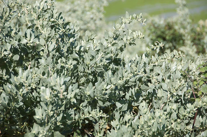 Saltbush Flower Seeds for Planting – Heirloom, Non-GMO, High Germination Organic Garden Seeds