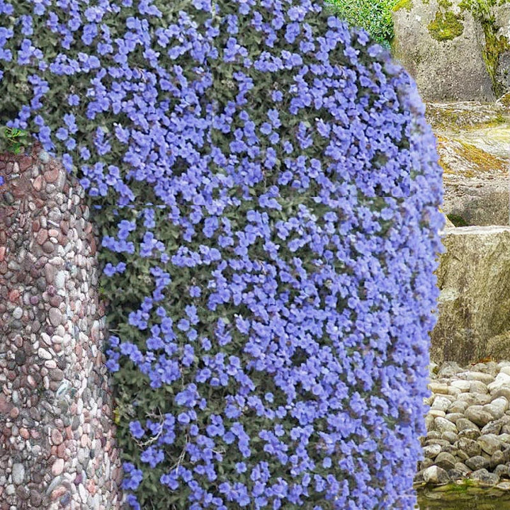 Sky Blue Rock Cress Flower Seeds for Planting – Heirloom, Non-GMO, High Germination Garden Seeds