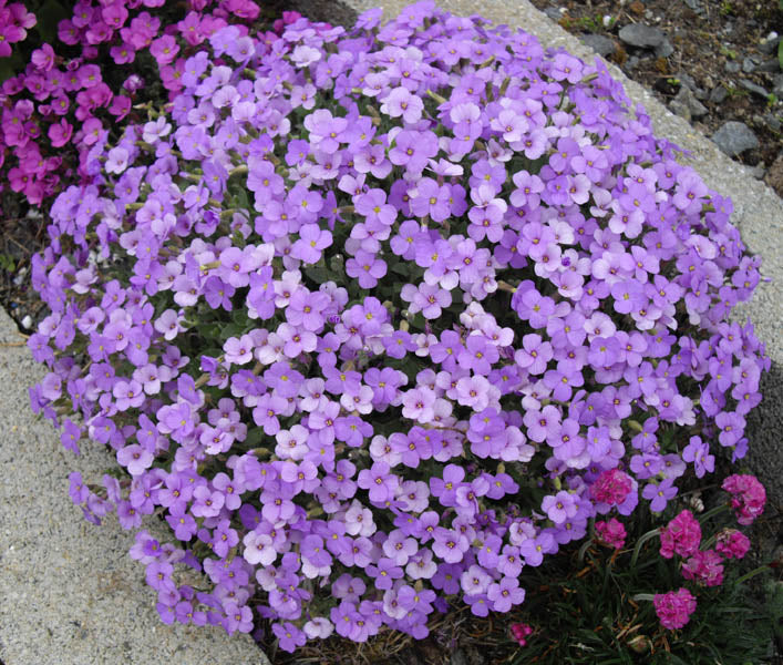 Lavender Aubrieta Cultorum Flower Seeds for Planting – Heirloom, Non-GMO, Fragrant High Germination Seeds