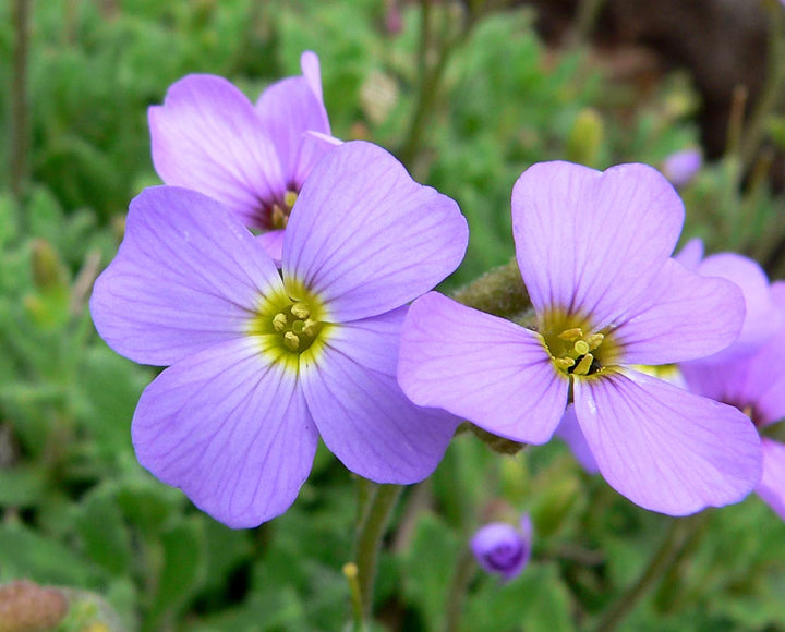 Aubretia Deltoides Flower Seeds for Planting – Heirloom Non-GMO, High Germination Organic Garden Seeds