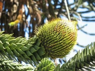 Araucaria Flower Seeds for Planting – Heirloom, Non-GMO, Shade Tolerant Garden Seeds