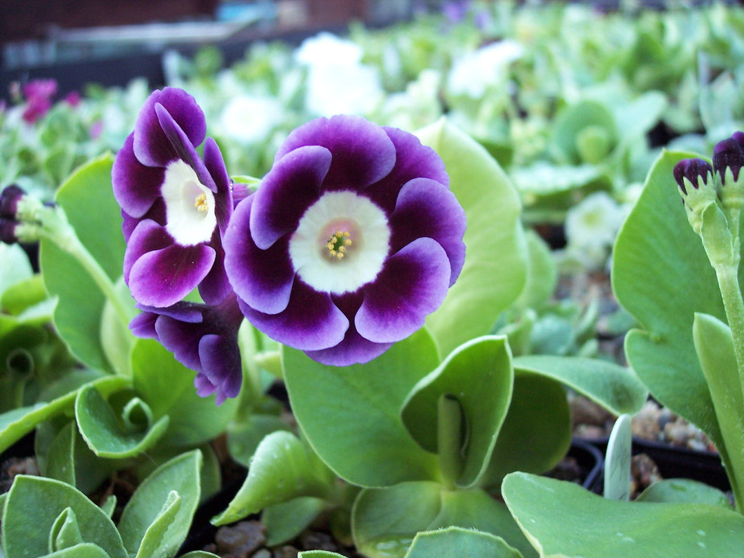 Violet Primrose Flower seeds for Planting – Garden Favorite, Heirloom & GMO Free Seeds for Home Garden, High Germination