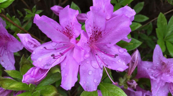 Purple White Azalea Flower Seeds for Planting – Heirloom Non-GMO High Germination Organic Garden Seeds